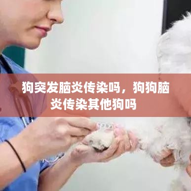 狗突發(fā)腦炎傳染嗎，狗狗腦炎傳染其他狗嗎 