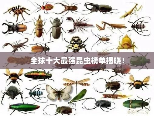 全球十大最強昆蟲榜單揭曉！
