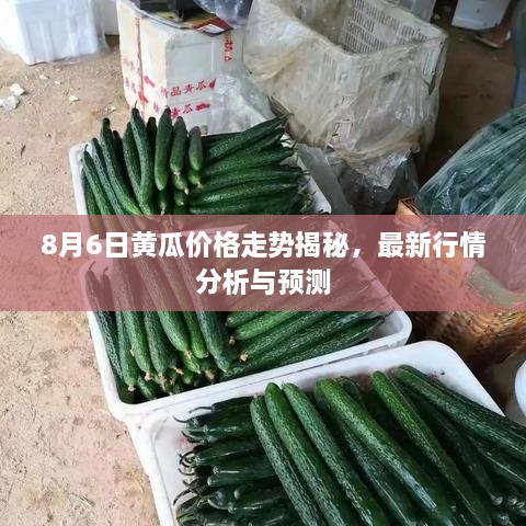 8月6日黃瓜價(jià)格走勢(shì)揭秘，最新行情分析與預(yù)測(cè)