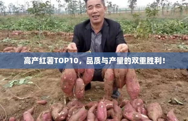 高產(chǎn)紅薯TOP10，品質(zhì)與產(chǎn)量的雙重勝利！