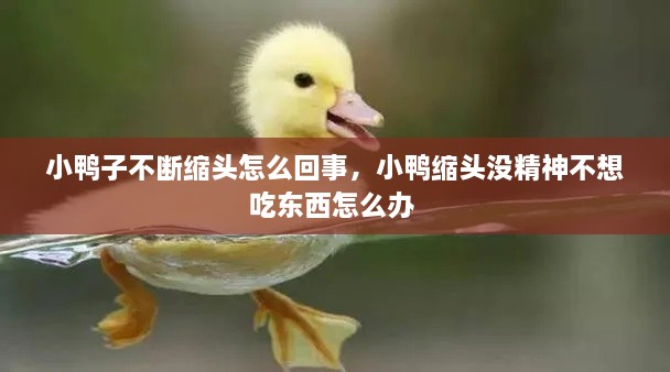小鴨子不斷縮頭怎么回事，小鴨縮頭沒(méi)精神不想吃東西怎么辦 