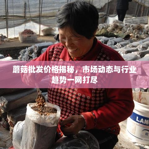 蘑菇批發(fā)價格揭秘，市場動態(tài)與行業(yè)趨勢一網(wǎng)打盡
