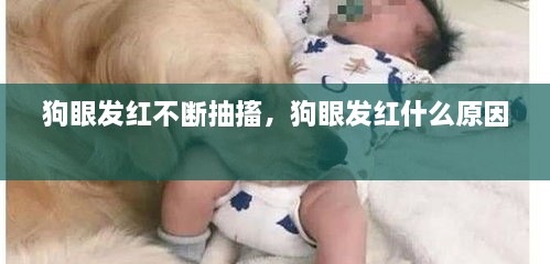狗眼發(fā)紅不斷抽搐，狗眼發(fā)紅什么原因 