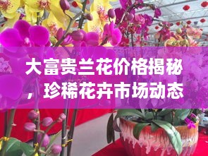大富貴蘭花價(jià)格揭秘，珍稀花卉市場(chǎng)動(dòng)態(tài)與價(jià)值探究