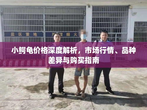 小鱷龜價(jià)格深度解析，市場(chǎng)行情、品種差異與購(gòu)買指南