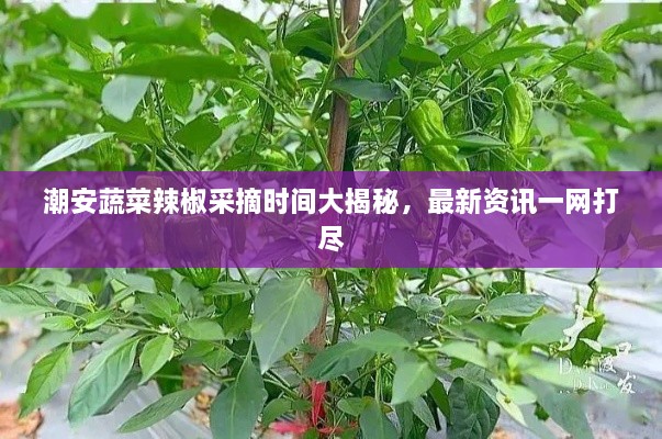 潮安蔬菜辣椒采摘時(shí)間大揭秘，最新資訊一網(wǎng)打盡