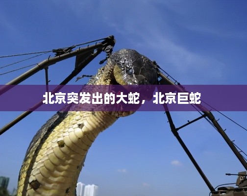 北京突發(fā)出的大蛇，北京巨蛇 
