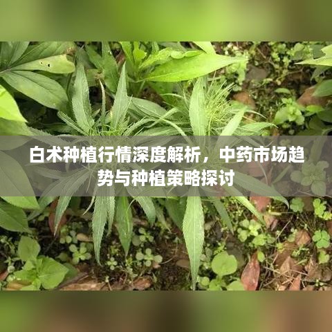 白術(shù)種植行情深度解析，中藥市場趨勢與種植策略探討