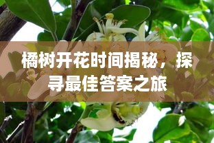 橘樹(shù)開(kāi)花時(shí)間揭秘，探尋最佳答案之旅