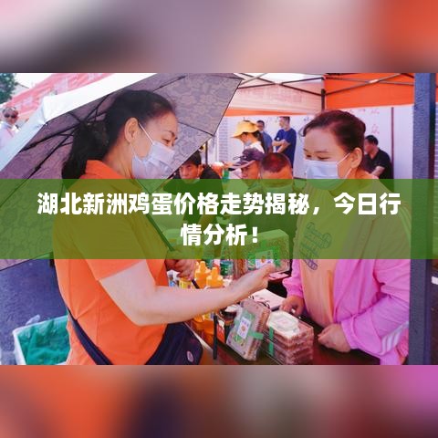 湖北新洲雞蛋價(jià)格走勢揭秘，今日行情分析！