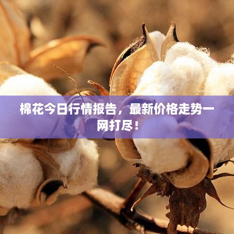 棉花今日行情報告，最新價格走勢一網打盡！