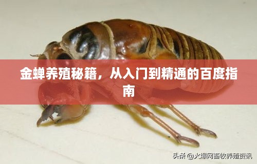 金蟬養(yǎng)殖秘籍，從入門到精通的百度指南