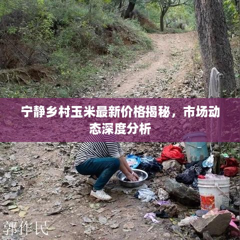 寧靜鄉(xiāng)村玉米最新價格揭秘，市場動態(tài)深度分析
