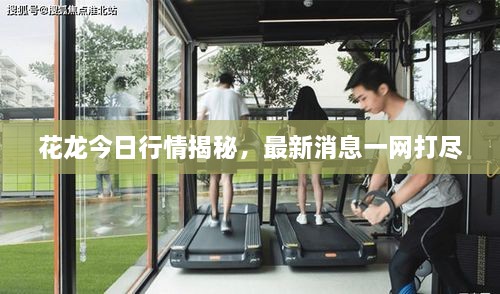 花龍今日行情揭秘，最新消息一網(wǎng)打盡