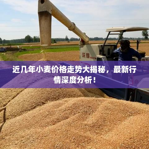近幾年小麥價(jià)格走勢大揭秘，最新行情深度分析！