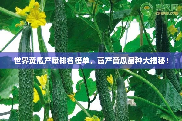 世界黃瓜產(chǎn)量排名榜單，高產(chǎn)黃瓜品種大揭秘！