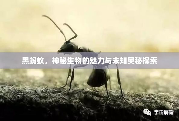 黑螞蟻，神秘生物的魅力與未知奧秘探索