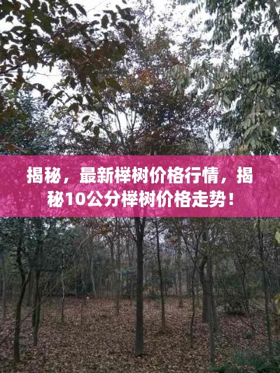 揭秘，最新櫸樹(shù)價(jià)格行情，揭秘10公分櫸樹(shù)價(jià)格走勢(shì)！