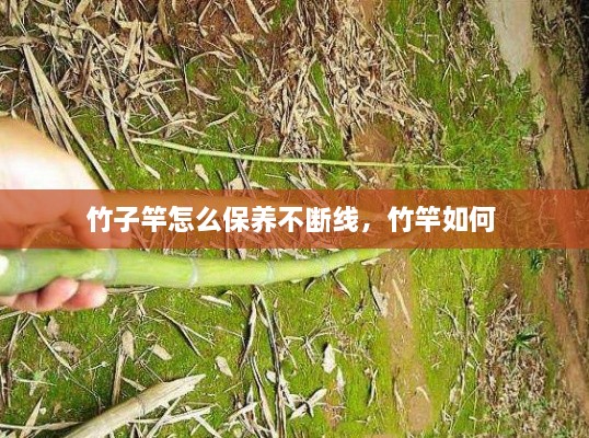 竹子竿怎么保養(yǎng)不斷線，竹竿如何 