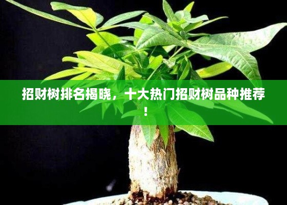 招財樹排名揭曉，十大熱門招財樹品種推薦！