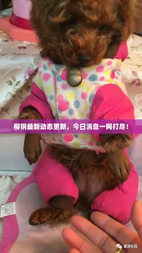 柳鋼最新動態(tài)更新，今日消息一網打盡！