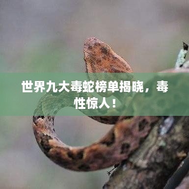 世界九大毒蛇榜單揭曉，毒性驚人！