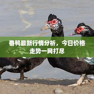 第5頁(yè)