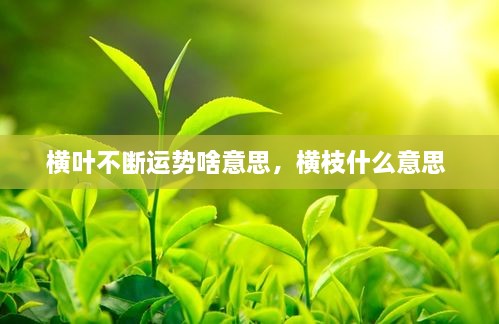 橫葉不斷運勢啥意思，橫枝什么意思 