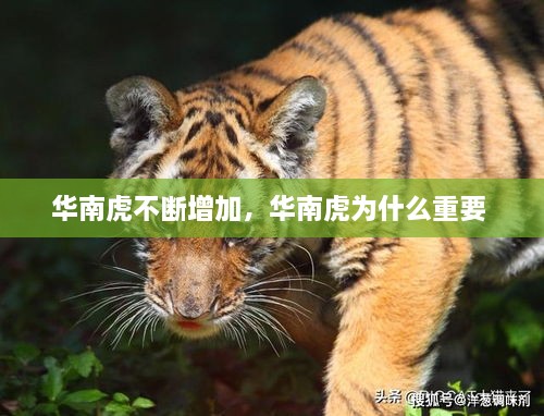 華南虎不斷增加，華南虎為什么重要 