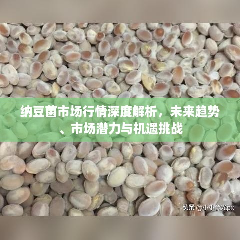 納豆菌市場行情深度解析，未來趨勢、市場潛力與機遇挑戰(zhàn)