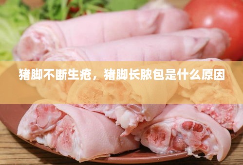 豬腳不斷生瘡，豬腳長膿包是什么原因 