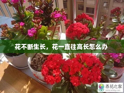 花不斷生長(zhǎng)，花一直往高長(zhǎng)怎么辦 