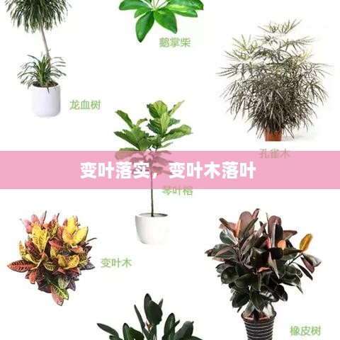 變?nèi)~落實(shí)，變?nèi)~木落葉 