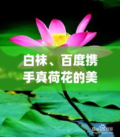 白襪、百度攜手真荷花的美麗奇緣