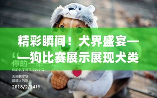 精彩瞬間！犬界盛宴——狗比賽展示展現(xiàn)犬類魅力