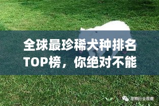 全球最珍稀犬種排名TOP榜，你絕對(duì)不能錯(cuò)過！