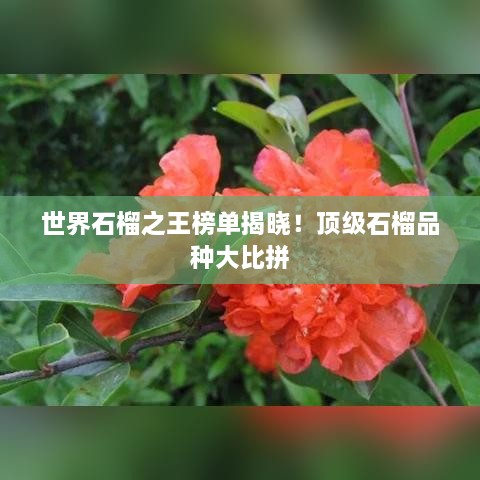 世界石榴之王榜單揭曉！頂級(jí)石榴品種大比拼